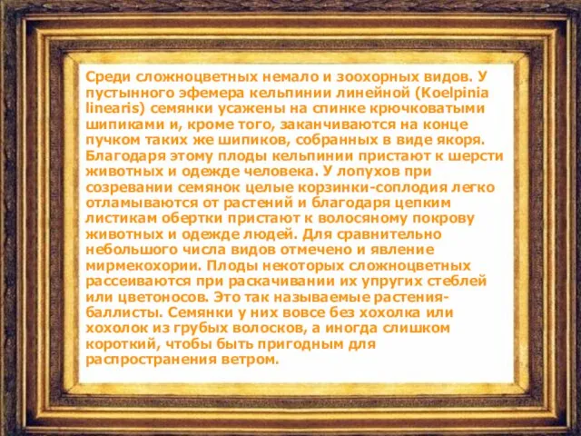 Среди сложноцветных немало и зоохорных видов. У пустынного эфемера кельпинии линейной (Koelpinia