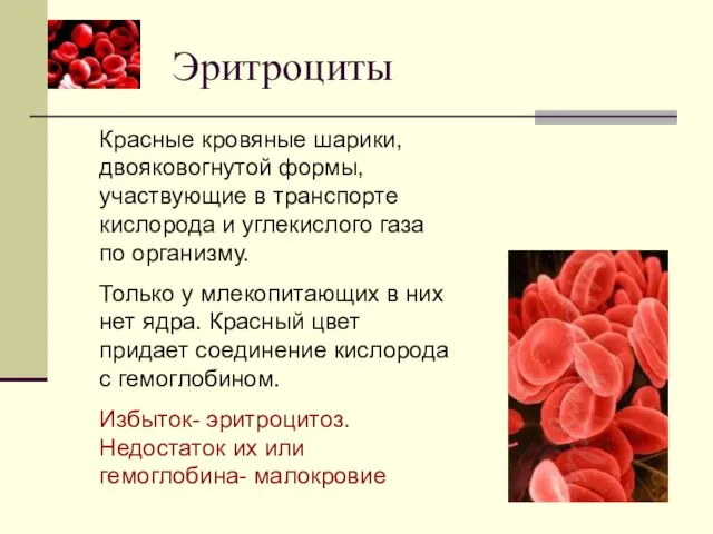 Эритроциты Красные кровяные шарики, двояковогнутой формы, участвующие в транспорте кислорода и углекислого