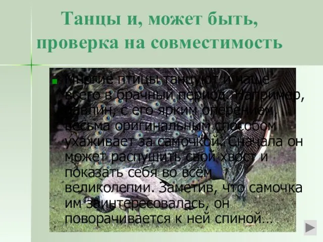 Танцы и, может быть, проверка на совместимость Многие птицы танцуют и чаще