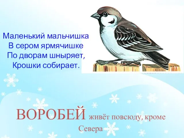 ВОРОБЕЙ живёт повсюду, кроме Севера Маленький мальчишка В сером ярмячишке По дворам шныряет, Крошки собирает.