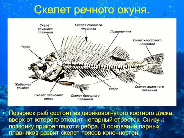 Скелет речного окуня. Позвонок рыб состоит из двояковогнутого костного диска, вверх от