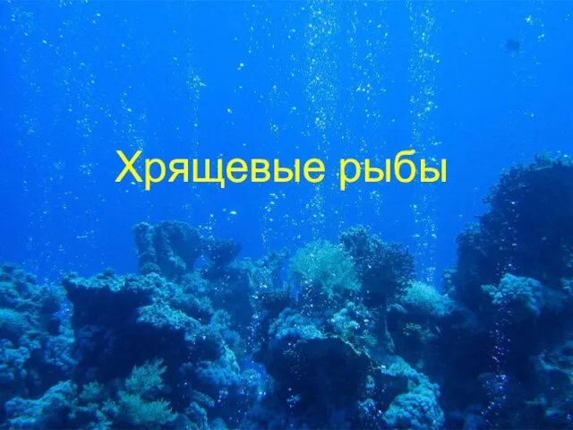 Хрящевые рыбы