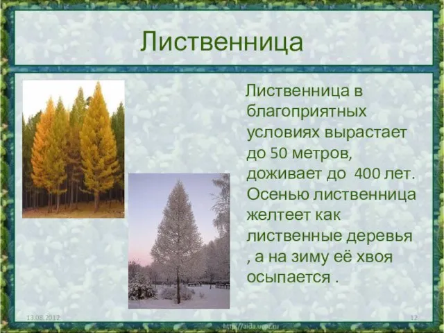 Лиственница Лиственница в благоприятных условиях вырастает до 50 метров, доживает до 400