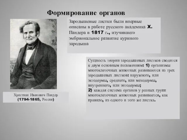 Формирование органов Христиан Иванович Пандер (1794-1865, Россия) Сущность теории зародышевых листков сводится