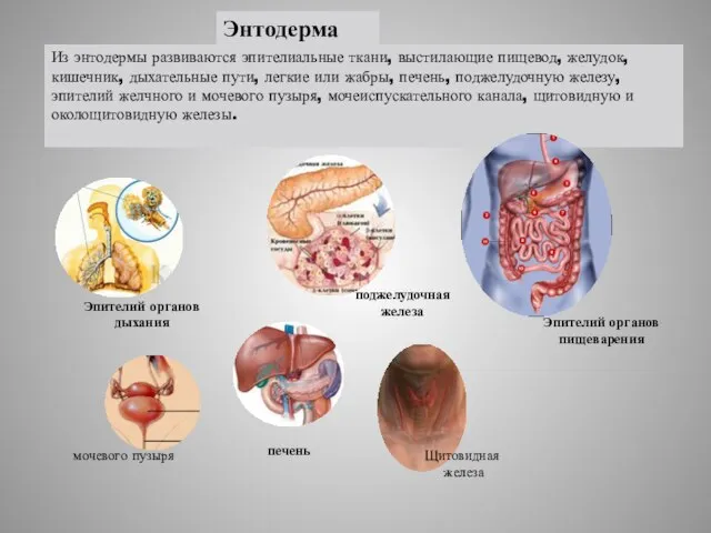 Энтодерма Эпителий органов дыхания Эпителий органов пищеварения печень поджелудочная железа Из энтодермы