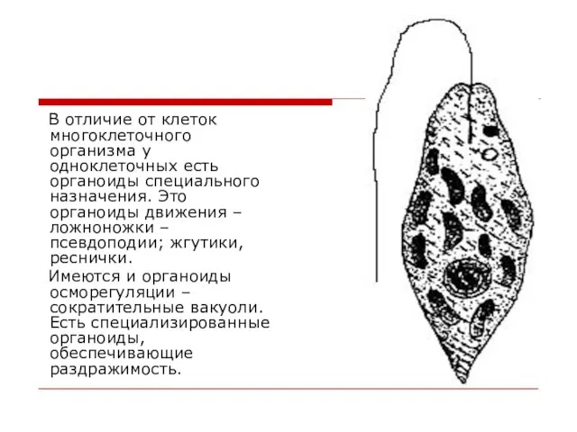 В отличие от клеток многоклеточного организма у одноклеточных есть органоиды специального назначения.