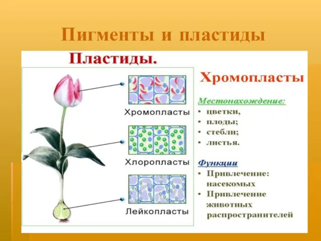 Пигменты и пластиды