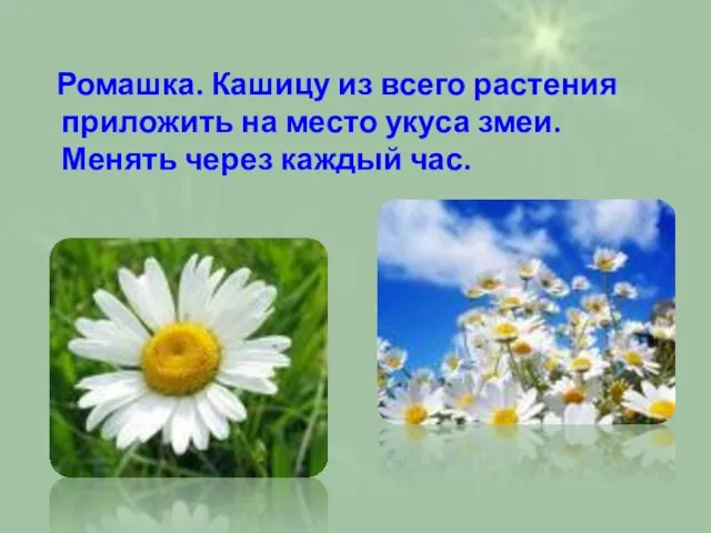 Ромашка. Кашицу из всего растения приложить на место укуса змеи. Менять через каждый час.