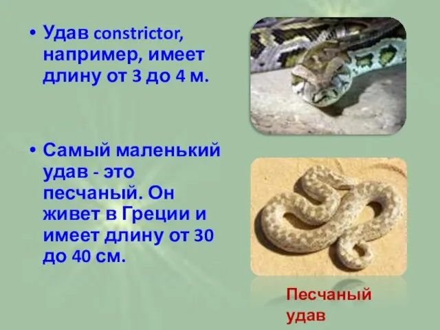 Удав constrictor, например, имеет длину от 3 до 4 м. Самый маленький