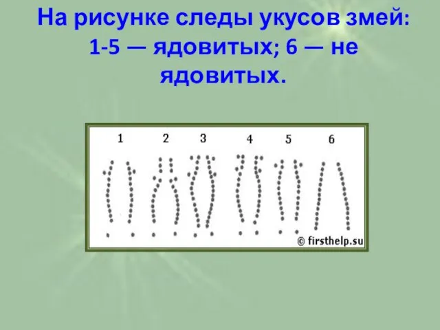 На рисунке следы укусов змей: 1-5 — ядовитых; 6 — не ядовитых.