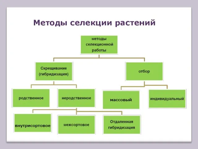 Методы селекции растений