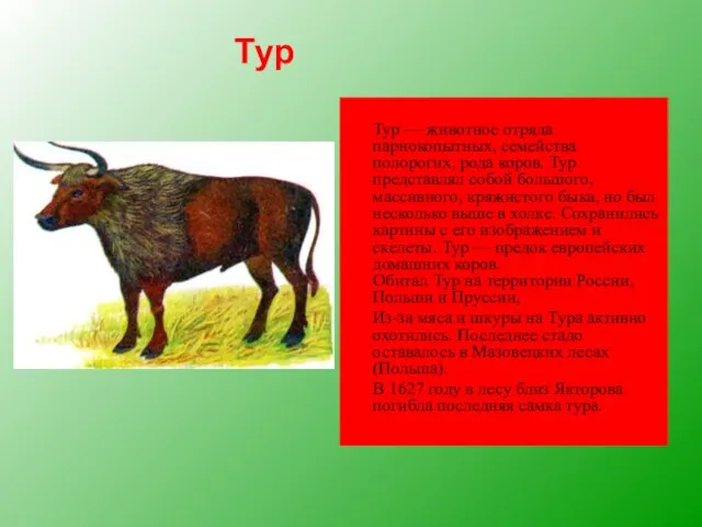 Тур — животное отряда парнокопытных, семейства полорогих, рода коров. Тур представлял собой