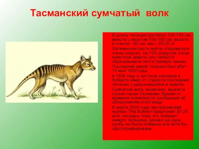 Тасманский сумчатый волк В длину тилацин достигал 100-130 см, вместе с хвостом