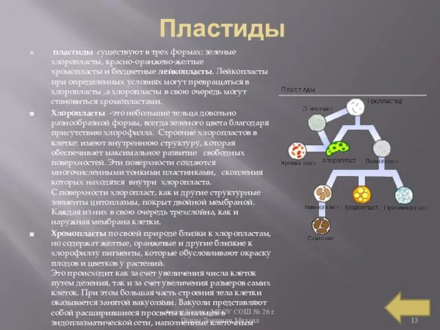 Автор Ученик МБОУ СОШ № 26 г. Пензы Лощинин Михаил Пластиды пластиды