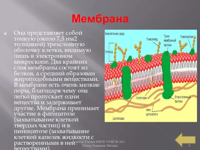 Автор Ученик МБОУ СОШ № 26 г. Пензы Лощинин Михаил Мембрана Она