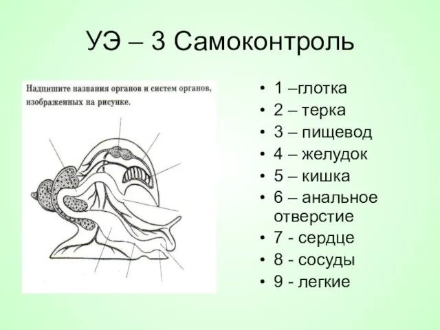 УЭ – 3 Самоконтроль 1 –глотка 2 – терка 3 – пищевод