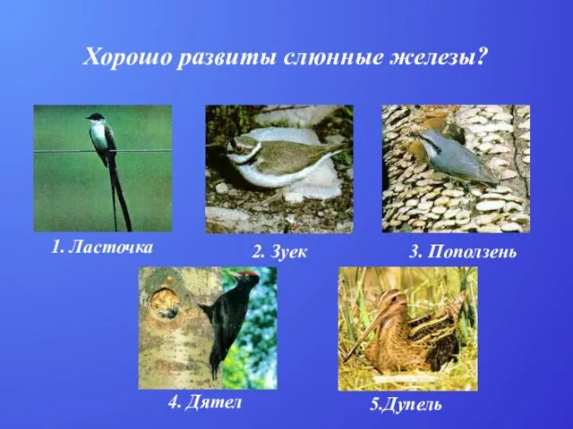 Хорошо развиты слюнные железы? 1. Ласточка 2. Зуек 3. Поползень 4. Дятел 5.Дупель