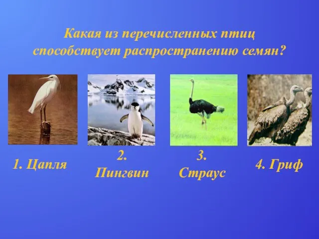 Какая из перечисленных птиц способствует распространению семян? 1. Цапля 2. Пингвин 4. Гриф 3. Страус