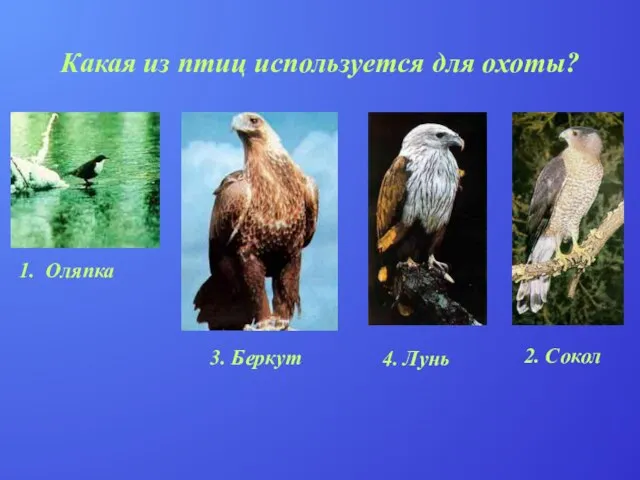 Какая из птиц используется для охоты? 1. Оляпка 2. Сокол 4. Лунь 3. Беркут