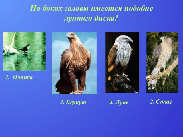 На боках головы имеется подобие лунного диска? 1. Оляпка 2. Сокол 4. Лунь 3. Беркут