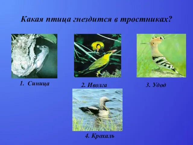 Какая птица гнездится в тростниках? 1. Синица 2. Иволга 3. Удод 4. Крохаль