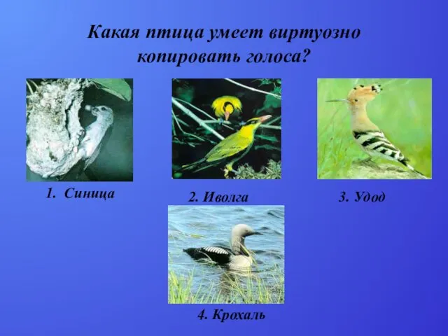 Какая птица умеет виртуозно копировать голоса? 1. Синица 2. Иволга 3. Удод 4. Крохаль