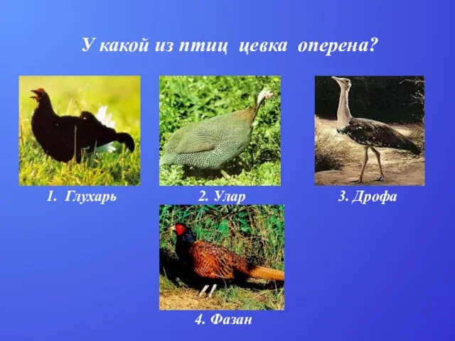 У какой из птиц цевка оперена? 1. Глухарь 2. Улар 3. Дрофа 4. Фазан