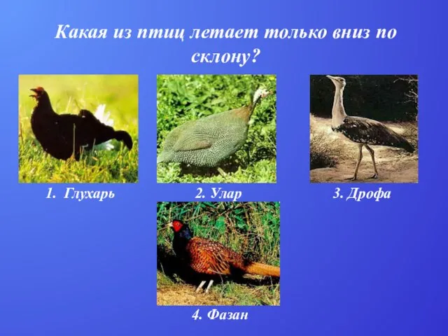 Какая из птиц летает только вниз по склону? 1. Глухарь 2. Улар 3. Дрофа 4. Фазан