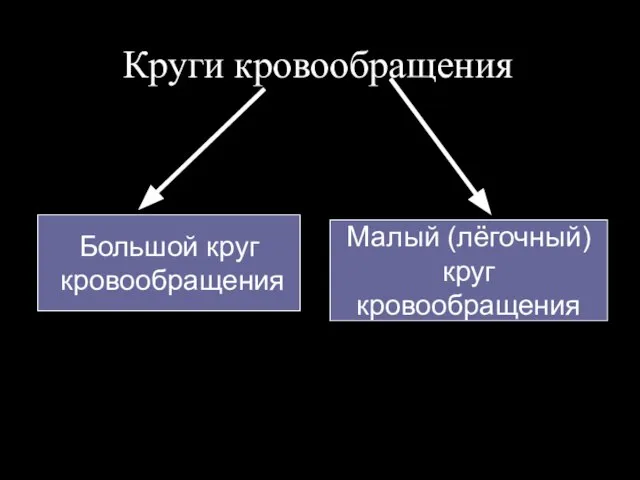 Круги кровообращения Большой круг кровообращения Малый (лёгочный) круг кровообращения