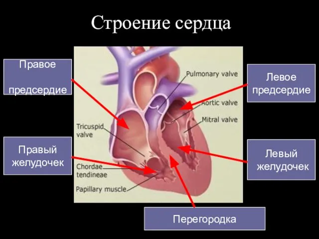 Строение сердца Правое предсердие Правый желудочек Левое предсердие Левый желудочек Перегородка