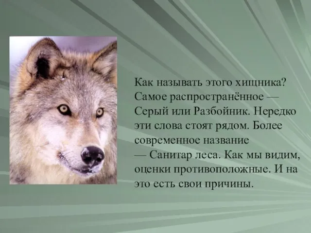 Как называть этого хищника? Самое распространённое — Серый или Разбойник. Нередко эти