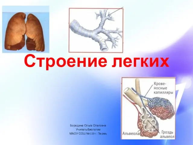 Строение легких Бородина Ольга Олеговна Учитель биологии МАОУ СОШ № 119 г. Пермь