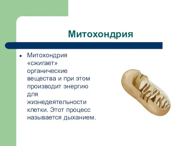 Митохондрия Митохондрия «сжигает» органические вещества и при этом производит энергию для жизнедеятельности