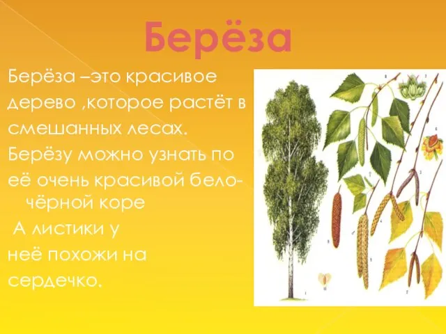 Берёза Берёза –это красивое дерево ,которое растёт в смешанных лесах. Берёзу можно