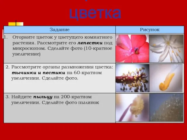 2. Строение цветка