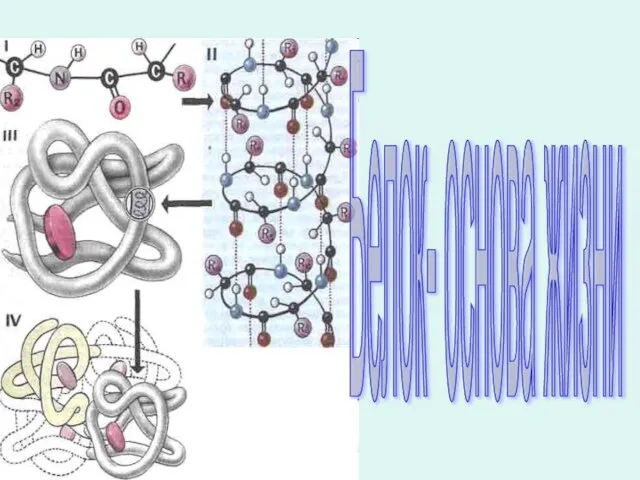 Белок- основа жизни