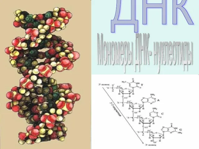 ДНК Мономеры ДНК- нуклеотиды