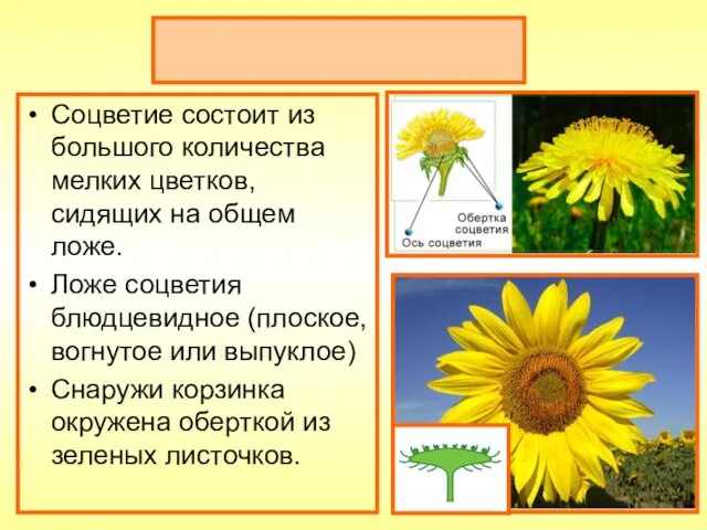 Соцветие корзинка Соцветие состоит из большого количества мелких цветков, сидящих на общем