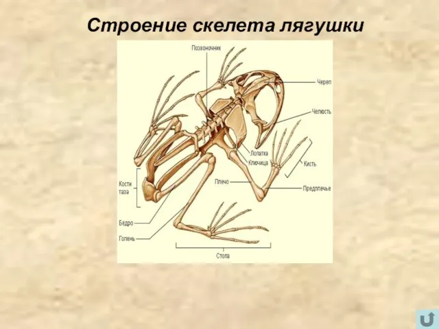 Строение скелета лягушки