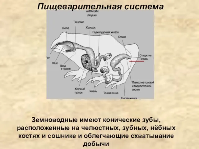 Пищеварительная система Земноводные имеют конические зубы, расположенные на челюстных, зубных, нёбных костях