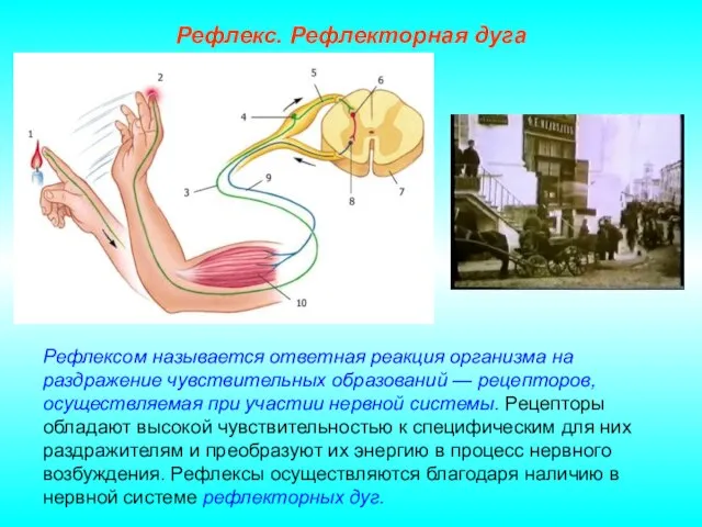 Рефлекс. Рефлекторная дуга Рефлексом называется ответная реакция организма на раздражение чувствительных образований