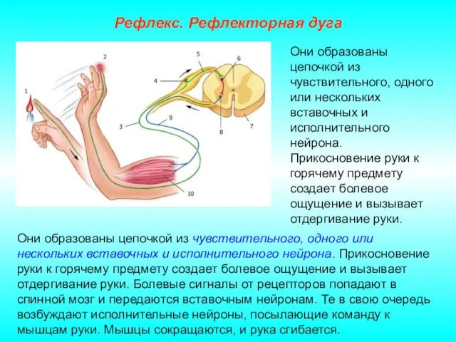 Рефлекс. Рефлекторная дуга Они образованы цепочкой из чувствительного, одного или нескольких вставочных