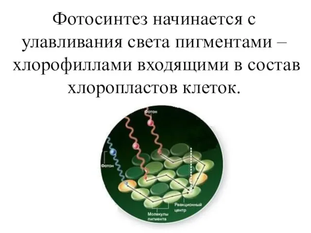 Фотосинтез начинается с улавливания света пигментами –хлорофиллами входящими в состав хлоропластов клеток.