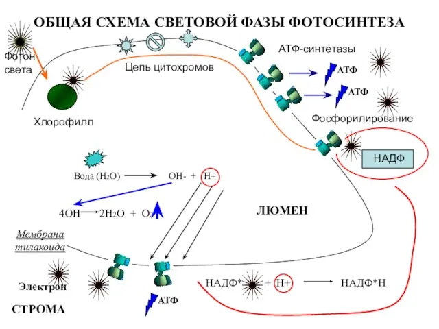 ОБЩАЯ СХЕМА СВЕТОВОЙ ФАЗЫ ФОТОСИНТЕЗА Мембрана тилакоида Фотон света Хлорофилл АТФ-синтетазы АТФ