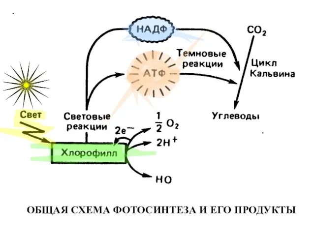 ОБЩАЯ СХЕМА ФОТОСИНТЕЗА И ЕГО ПРОДУКТЫ