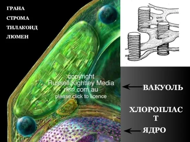 ХЛОРОПЛАСТ ЯДРО ВАКУОЛЬ ГРАНА СТРОМА ТИЛАКОИД ЛЮМЕН