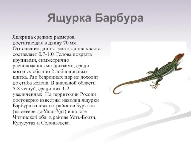 Ящурка Барбура Ящерица средних размеров, достигающая в длину 70 мм. Отношение длины