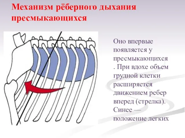 Оно впервые появляется у пресмыкающихся. При вдохе объем грудной клетки расширяется движением