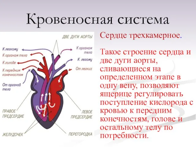 Сердце трехкамерное. Такое строение сердца и две дуги аорты, сливающиеся на определенном