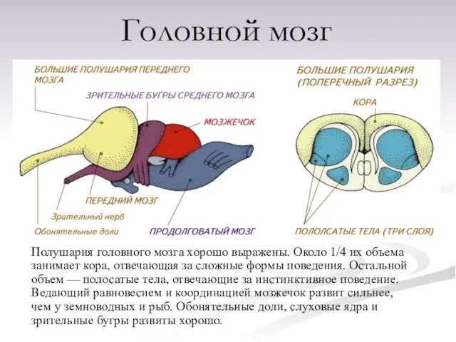 Полушария головного мозга хорошо выражены. Около 1/4 их объема занимает кора, отвечающая